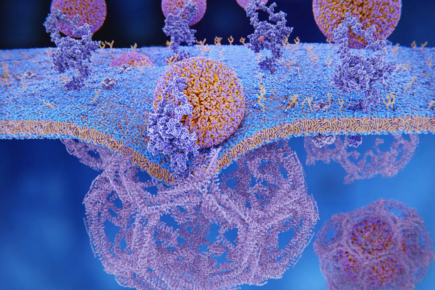 LDL particles bind to LDL receptors on the cell membrane